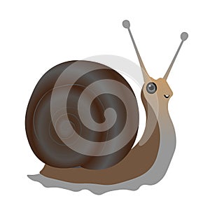 Snail Vector illustration Clipart