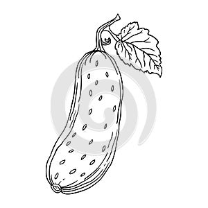 hand drawing style of cucumber vector