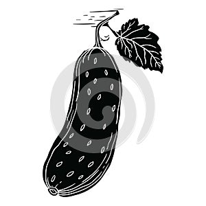 hand drawing style of cucumber vector