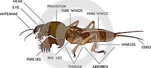 Structure of mole cricket insect for biology lesson