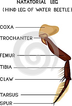 Structure of natatorial leg (hind leg of water beetle)