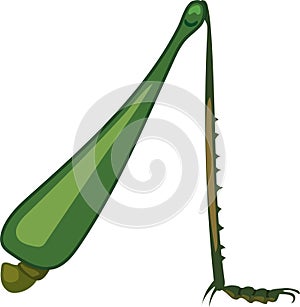 Structure of saltatorial leg of grasshopper