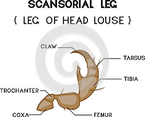 Structure of scansorial leg of head louse