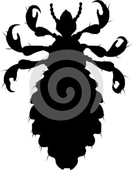 Black silhouette of a female head louse (Pediculus humanus)