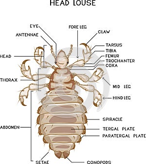 Structure of female head louse (Pediculus humanus) insect
