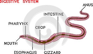 Scheme of digestive system of earthworm