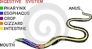Scheme of digestive system of earthworm