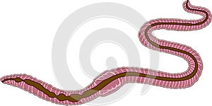 Scheme of digestive system of earthworm