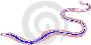 Scheme of digestive system of earthworm