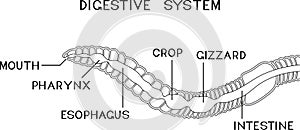 Coloring page with scheme of digestive system of earthworm
