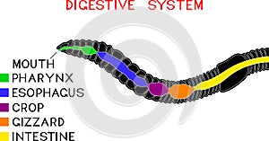 Scheme of digestive system of earthworm
