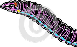 Scheme of nervous system of earthworm