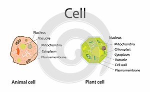illustration of biology, Plant Cells and Animal Cells, Plant cell structure