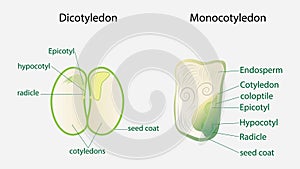 illustration of biology, seed plant, Corn Seed Structure Monocot, Bean Seed Structure Dicot