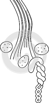 Coloring page with scheme of pharyngeal nephridium