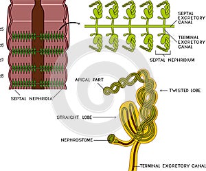 Scheme of septal nephridial system of Pheretima earthworm