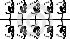 PrintScheme of septal nephridial system of Pheretima earthworm