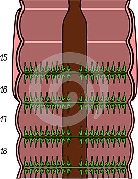 Scheme of excretory system with integumentary nephridia of Pheretima earthworm