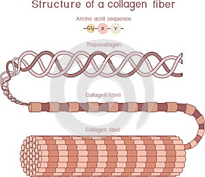 Structure of collagen fiber