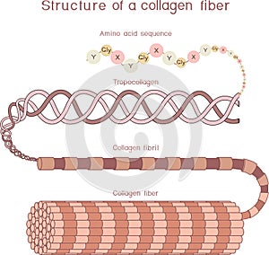 Structure of collagen fiber