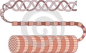 Structure of collagen fiber