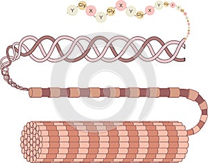 Structure of collagen fiber