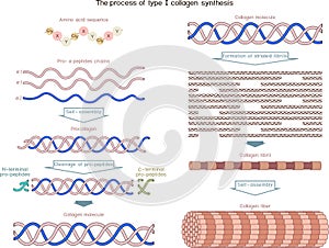Multi-step process of type I collagen synthesis.