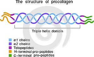 Structure of procollagen