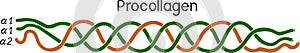Structure of procollagen