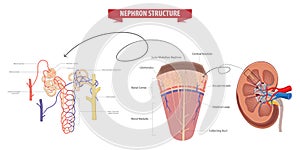 Detailed Diagram of Kidney Nephron Structure