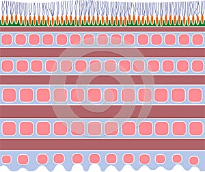 Earthworm cuticle structure diagram