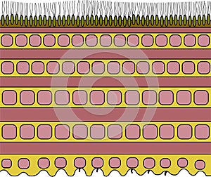 Earthworm cuticle structure diagram
