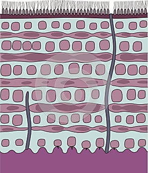 Earthworm cuticle structure diagram