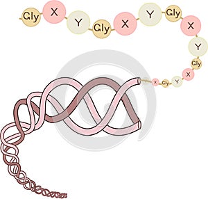 Structure of collagen with amino acid sequence