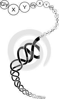 Structure of collagen with amino acid sequence