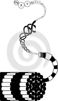 Structure of collagen fiber