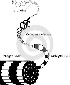 Structure of collagen fiber