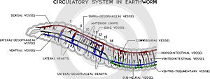 Scheme of circulatory system of earthworm