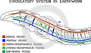 Scheme of circulatory system of earthworm