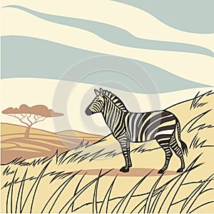 Zebra Monochrome Beauty