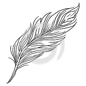 feather icon vector