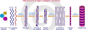 Multi-step process of type I collagen synthesis.