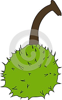 Fruit of Horse Chestnut (Aesculus hippocastanum) isolated on white background