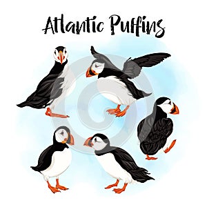 Arctic Puffins birds