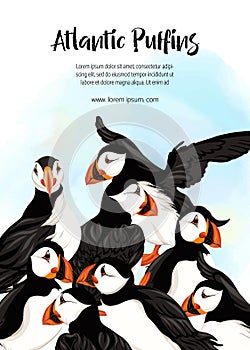 Arctic Puffins birds.