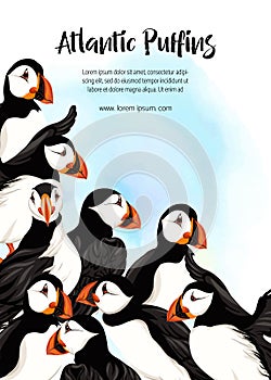 Arctic Puffins birds.