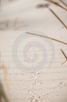 Print of bird`s feet in the beach sand me waving dune grass and