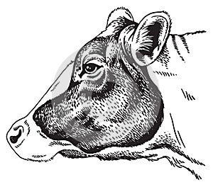Black and white sketch of a cow`s face.