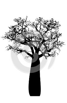 Australian boab tree on white background