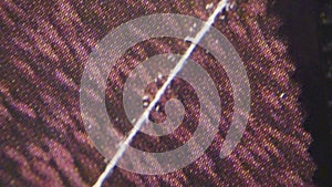 Print CMYK Raster Through Magnifying Glass Dots